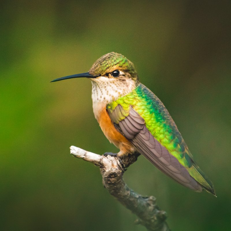 Broad-tailed hummingbirdphoto preview
