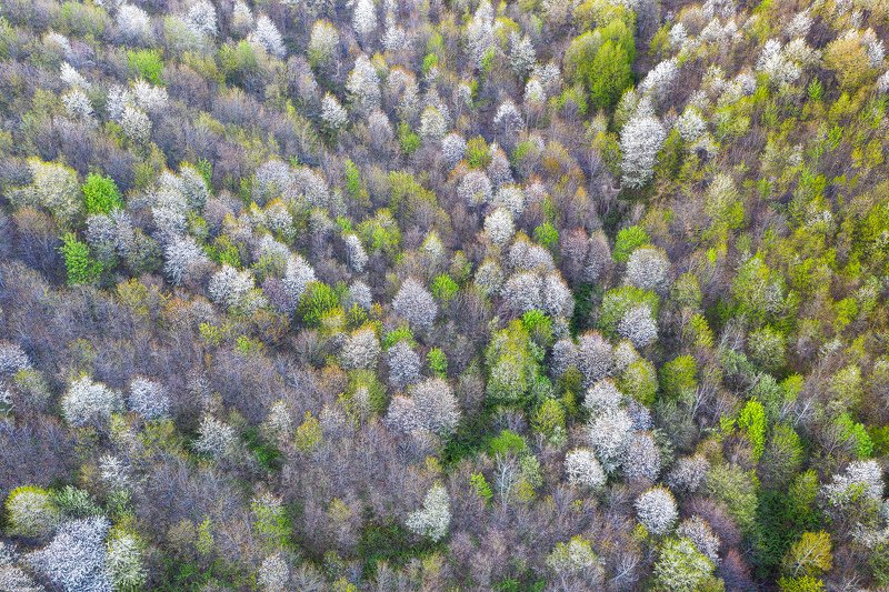 #nature #aerial #cherry #blossom #forest #springtime #beauty #fresh colors #springcolors Painting with flowersphoto preview