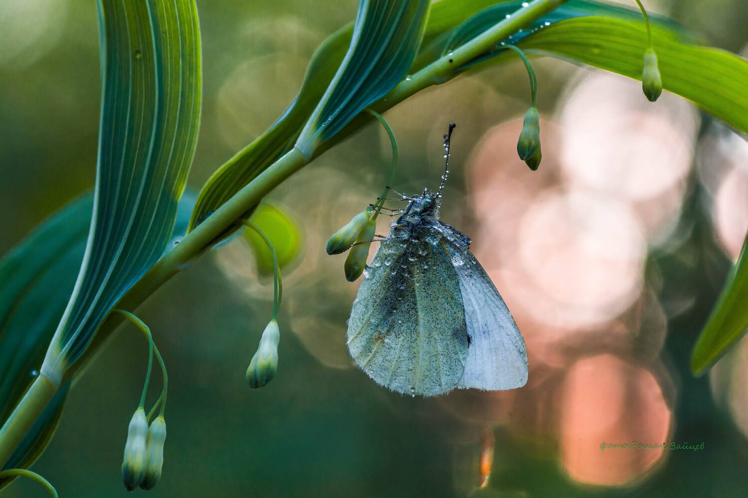 , Роман Зайцев
