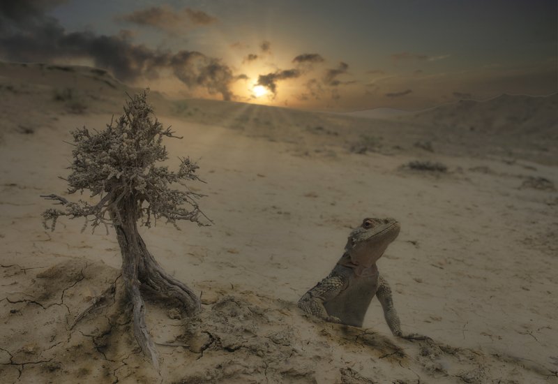 агама кавказская апшерон баку Мир без людей (  вернулись динозавры )photo preview