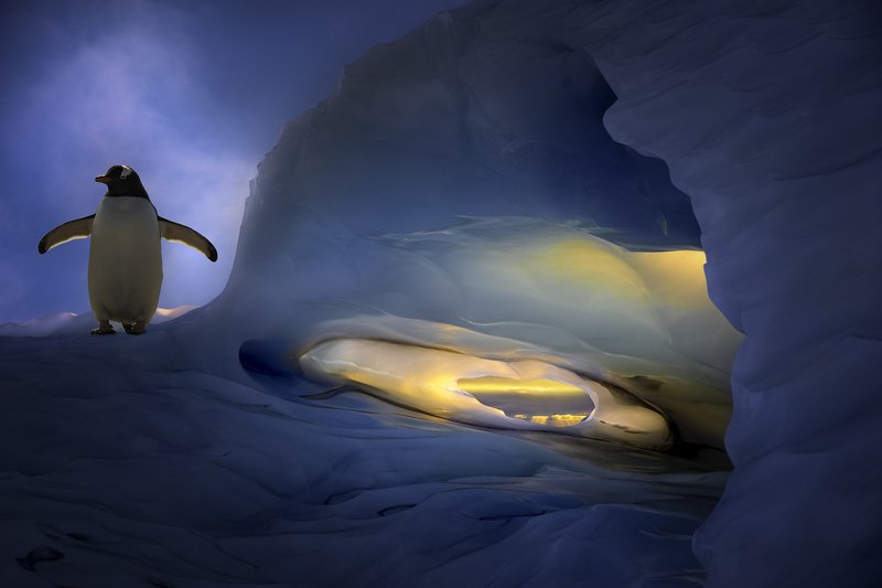 Ice Ice Babyphoto preview