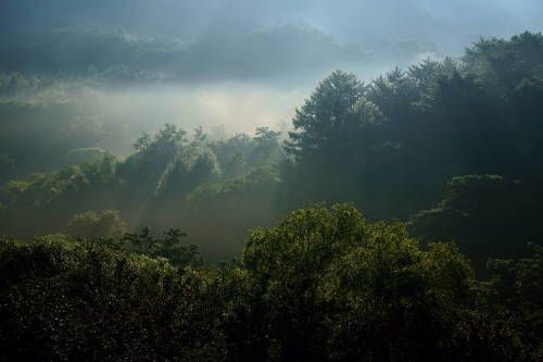 Mist in the forest