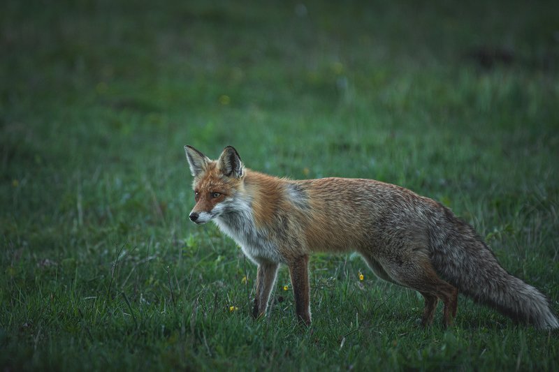 real wildlife, wildlife, nature, forest, wildlife photographer, red fox, animal photography, лиса, дикая природа, sa_travelmedia, природа, fox, \