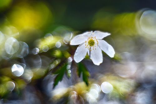 anemone