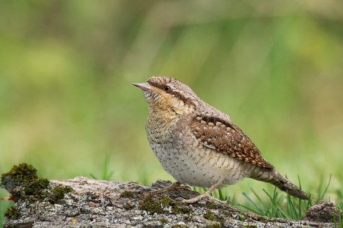 Вертишейка