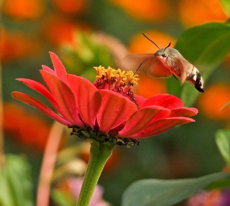 бражник В ПОЛЕТЕphoto preview