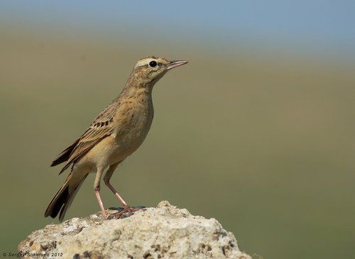 Полевой часовой
