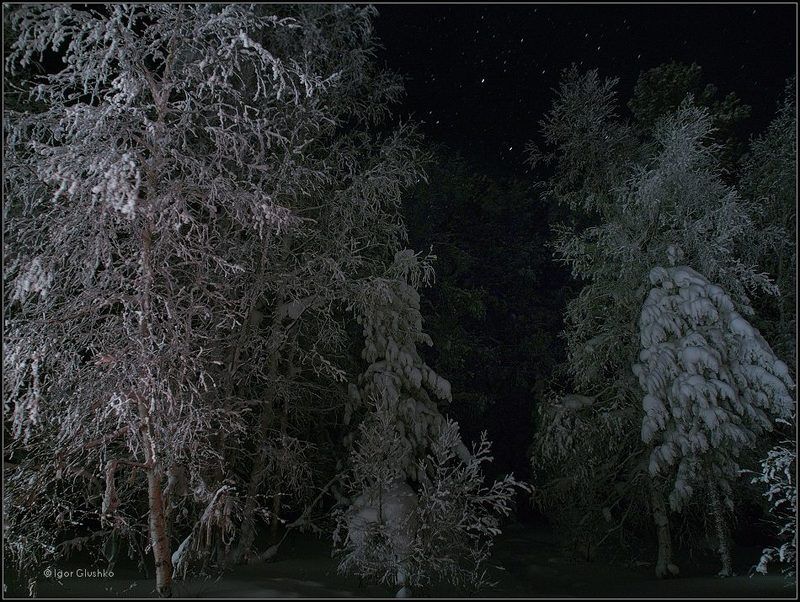 тайга, зима, ночь Таежная зимаphoto preview