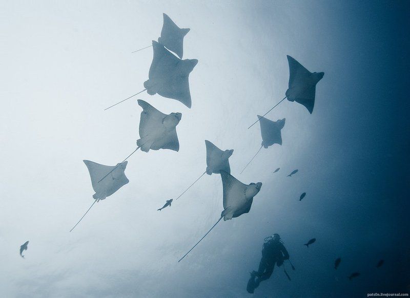 flock of raysphoto preview