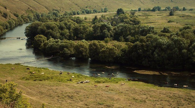 У реки, у реки, у реки пасутся коо...photo preview