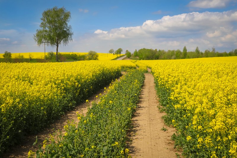 Цветение рапсаphoto preview