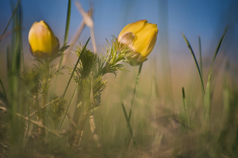 природа, макро, первоцветы, цветы Весенние огонькиphoto preview