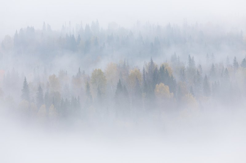 Лес, туман, урал Туманный лесphoto preview