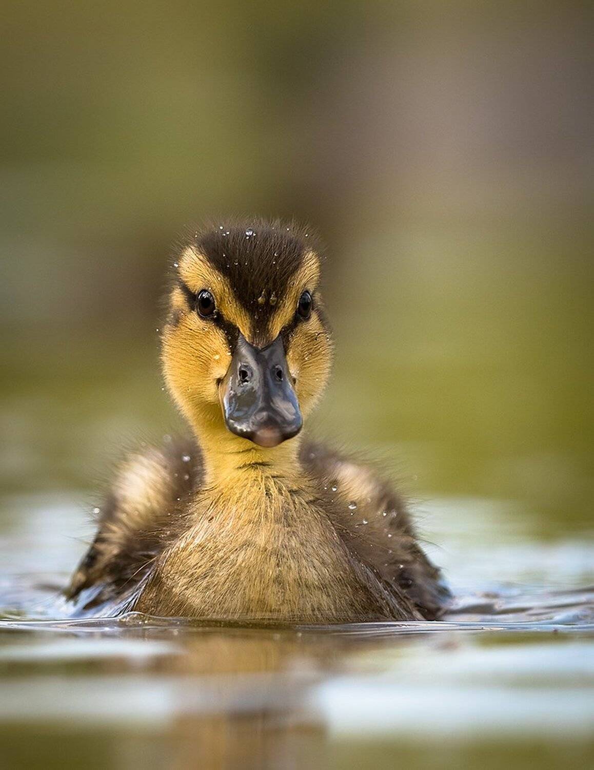 , Robert Adamec