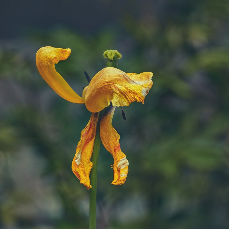 tokina 100 macro, macro lens, beautiful, красивый, moment, момент, nature, природа, spring, весна, весенний,  tulip, тюльпан, ostrich, страус, Тюльпан, который мечтал стать страусом :)photo preview