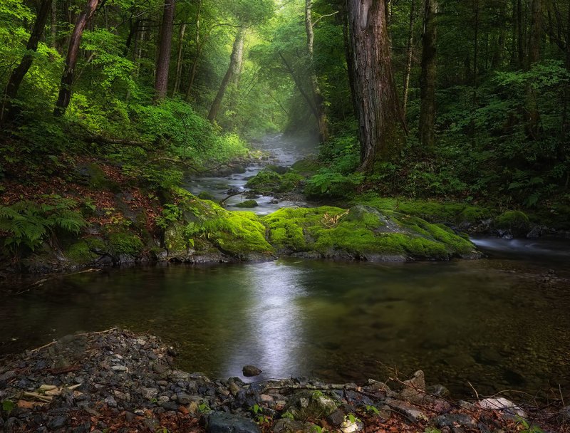 в гостях у тайгиphoto preview