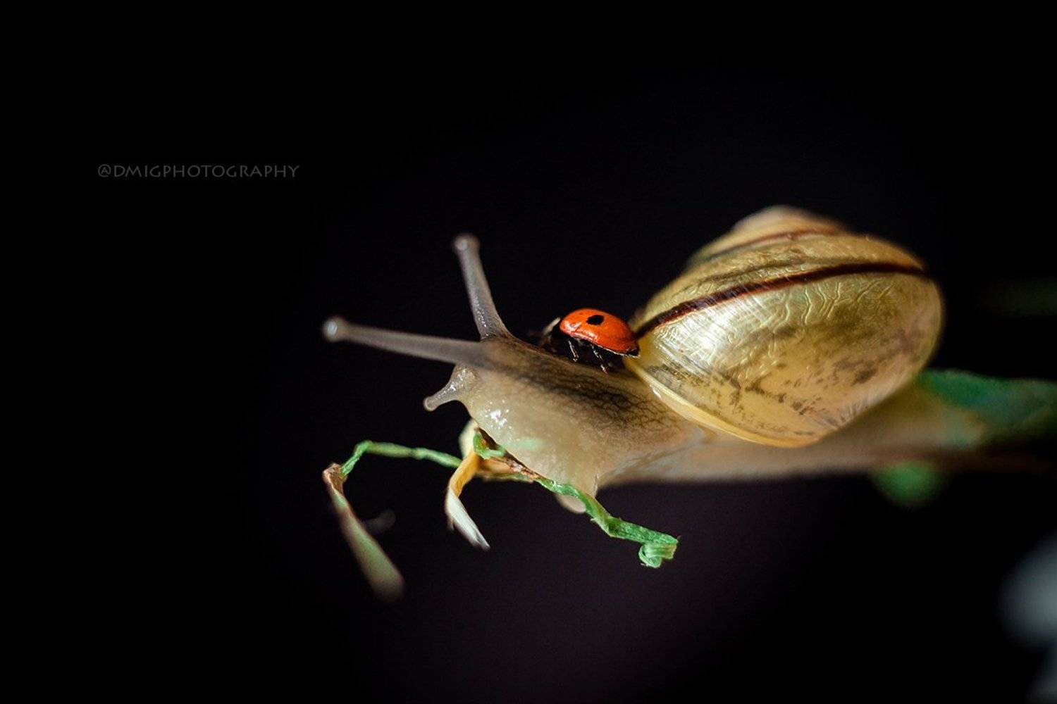 наездница. Автор: Дмитрий Гусалов улитка, макро, макромир, природа, весна, фон, цвет, божьякоровка, жизнь, , Дмитрий Гусалов