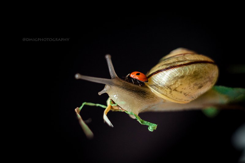 улитка, макро, макромир, природа, весна, фон, цвет, божьякоровка, жизнь,  наездницаphoto preview