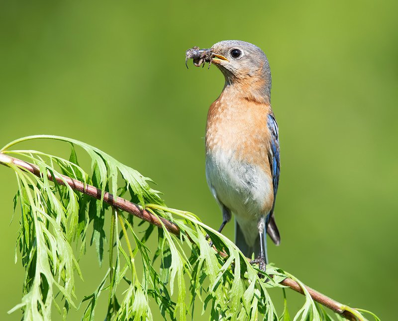 восточная сиалия, eastern bluebird,bluebird Cамка. Восточная сиалия - Eastern Bluebird femalephoto preview