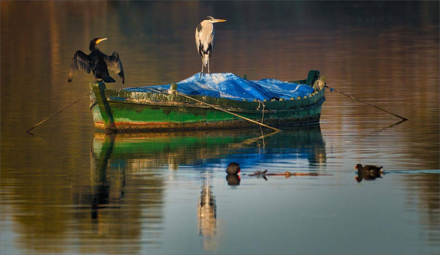 цапля, озеро, баклан, вода, вечер, Sergey Drobkov