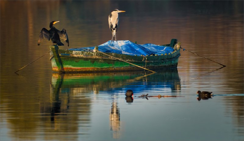 цапля, озеро, баклан, вода, вечер Капитанphoto preview