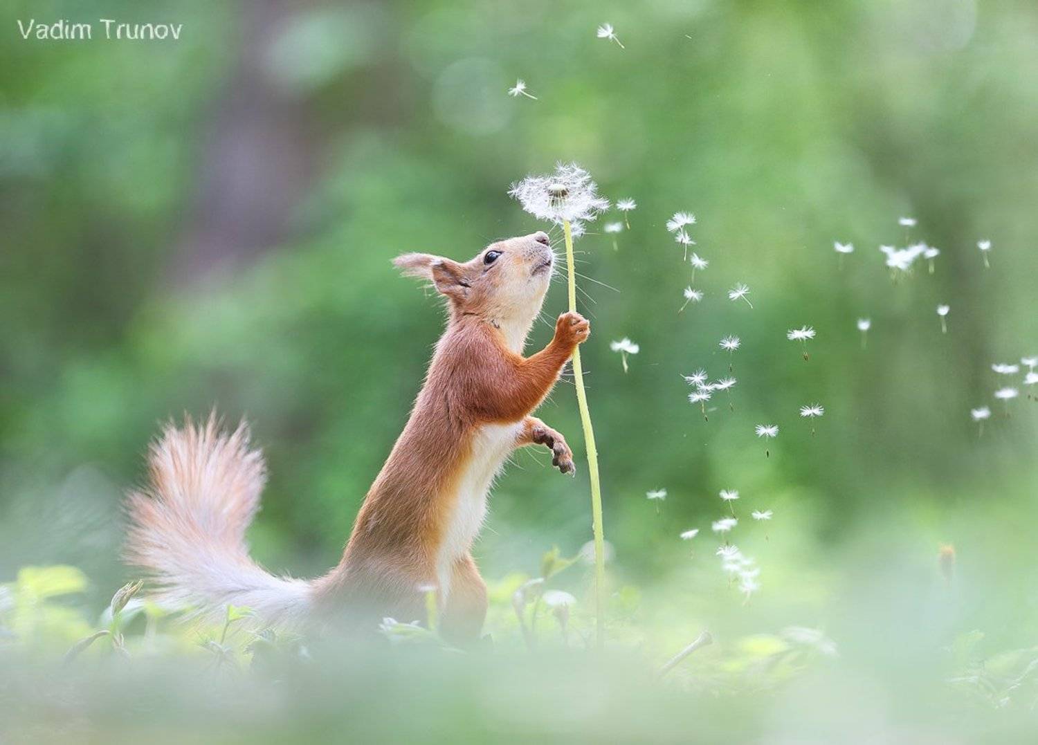 белка, одуванчик, squirrel, Вадим Трунов