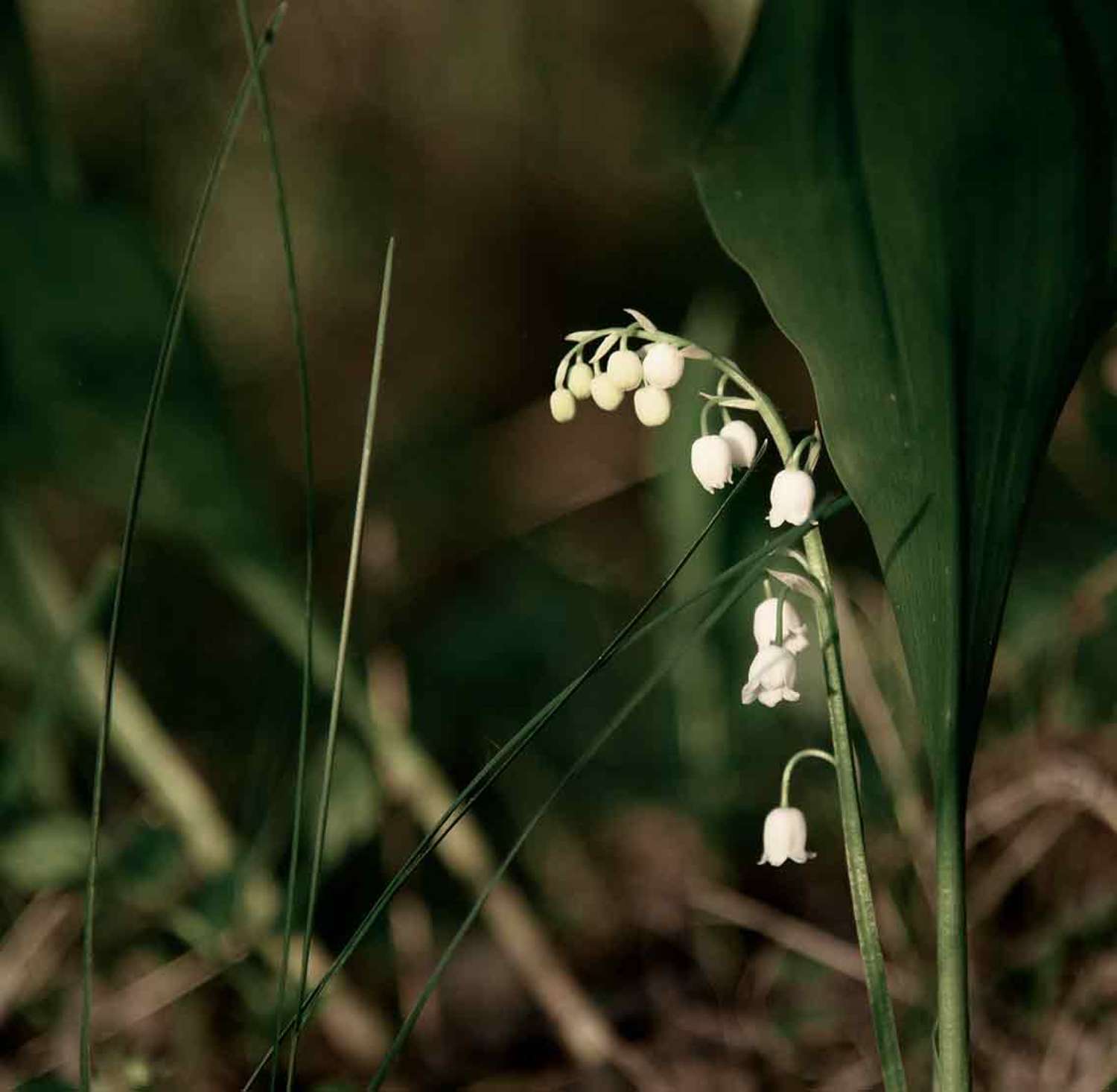 , Зоя Малхова