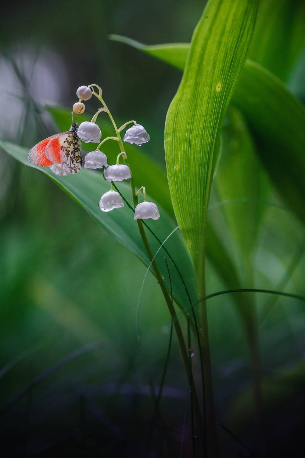 , Роман Зайцев