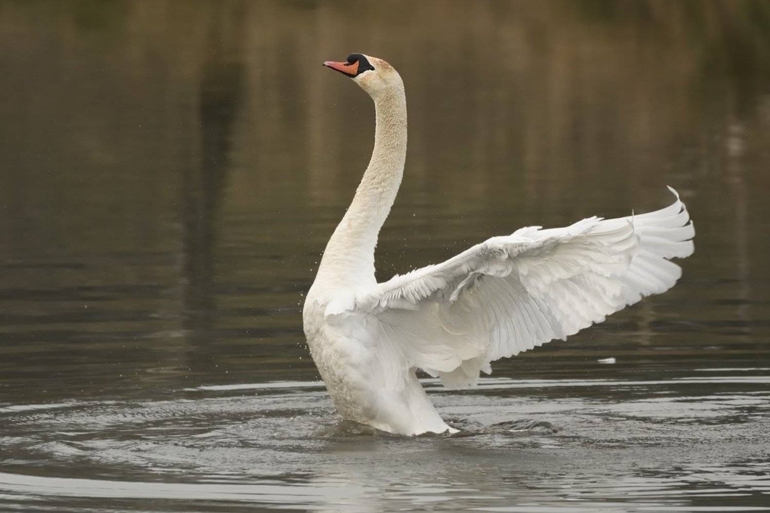 Cygnus olor. Автор: Jaroslav Mego птицы birds slovakia, Jaroslav Mego