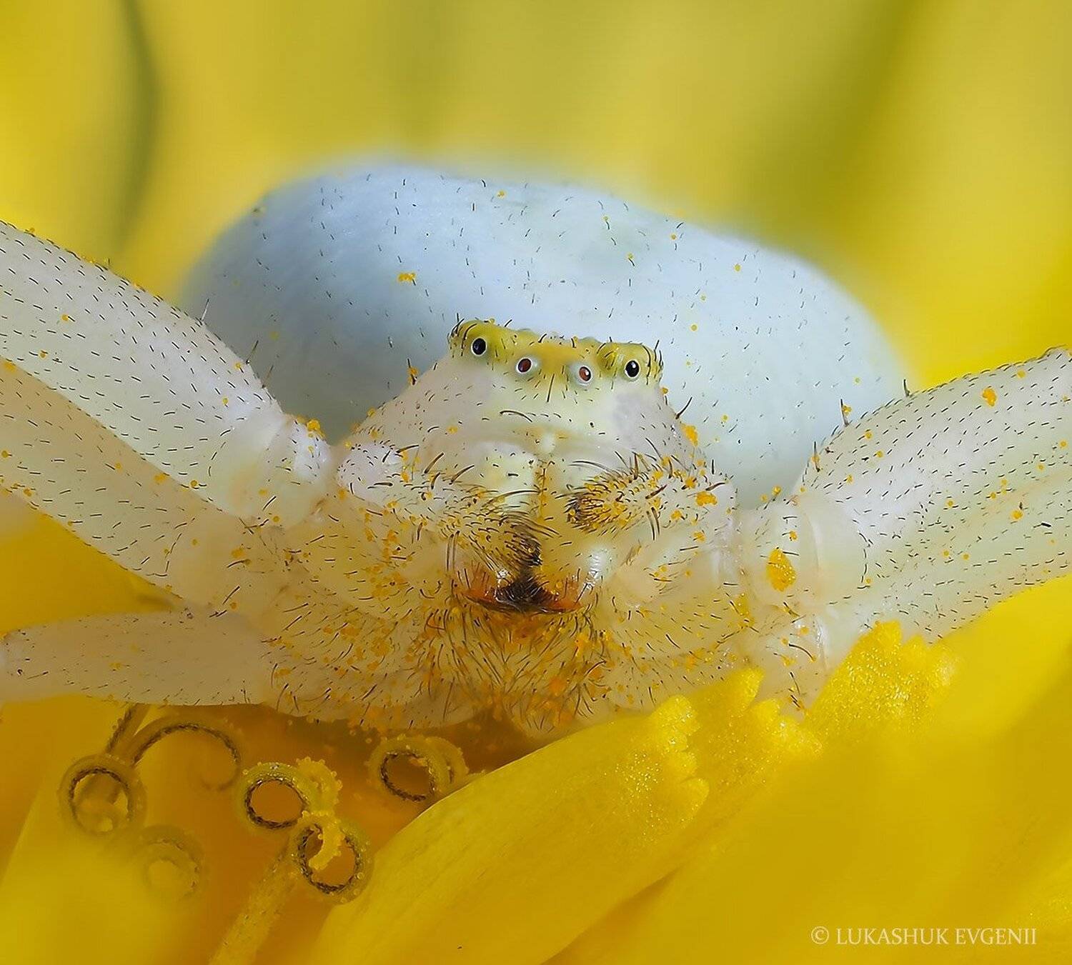 Автор: Евгений Лукашук , Евгений Лукашук