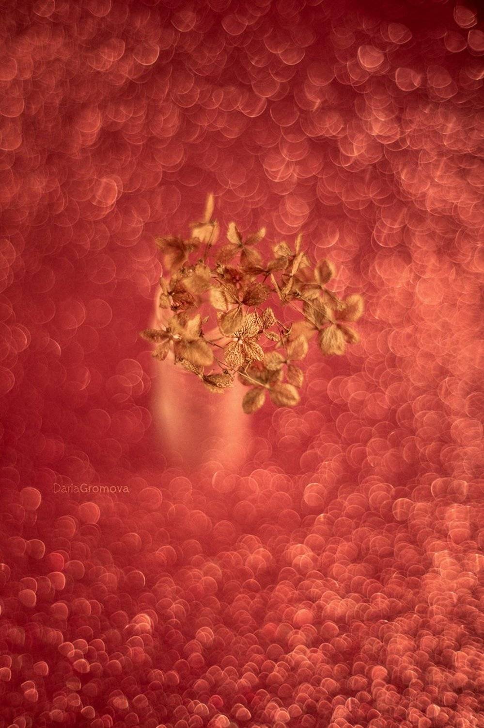 боке, ручной обьектив, мануальная оптика, фотограф, фотосессия, натюрморт, фото, блики, цветы, гелиос, макро, закат, цветы, , Дарья Громова