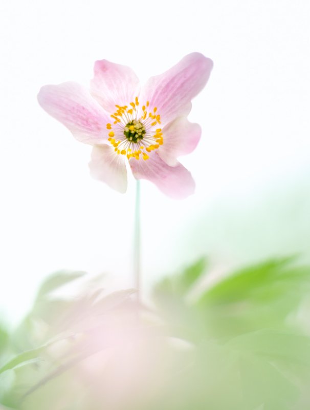 macro, bokeh, vintage lens, nature, abstract, flowers, anemone, flora pinkphoto preview