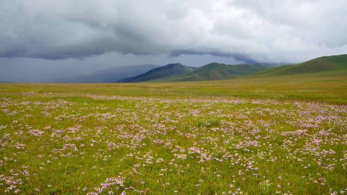 Wildflowers and showers