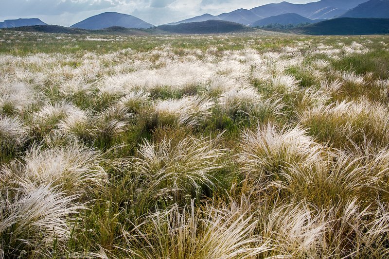 южный урал,оренбургская область, орск, новотроицк, Ковыльphoto preview