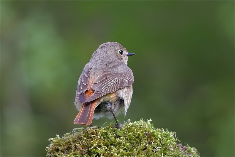 горихвостка Горихвосткаphoto preview