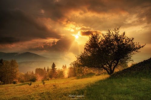 Tree...