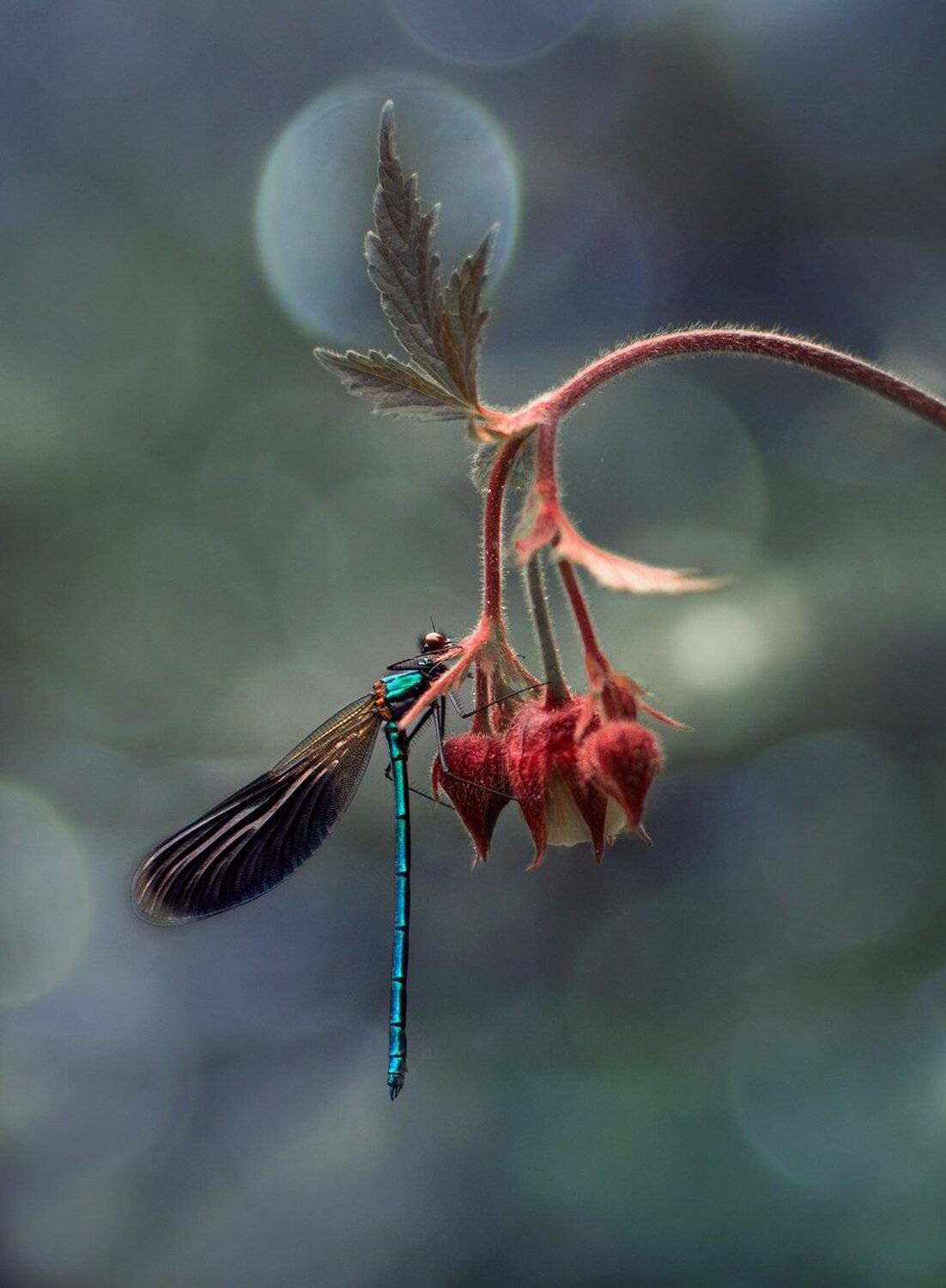 лес, свет, природа, стрекоза, Баранов Олег