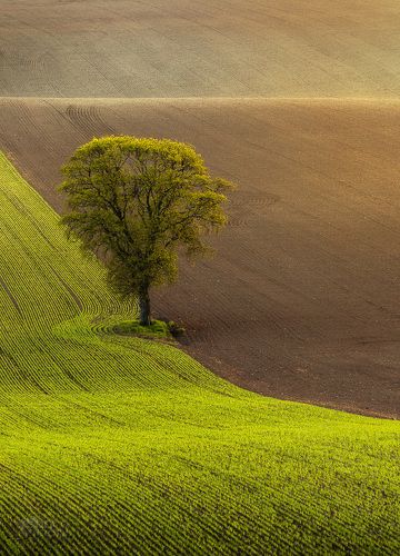 Spring tree