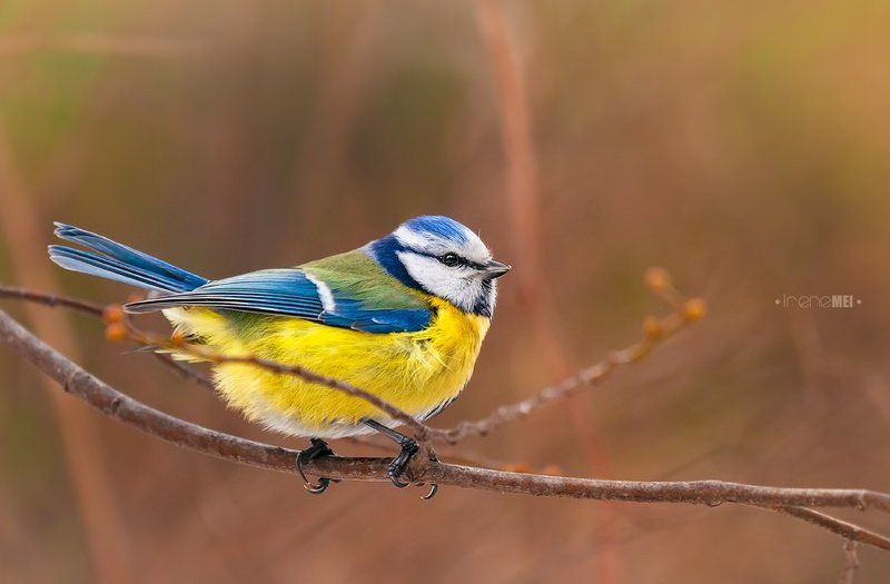 Лазаревкаphoto preview