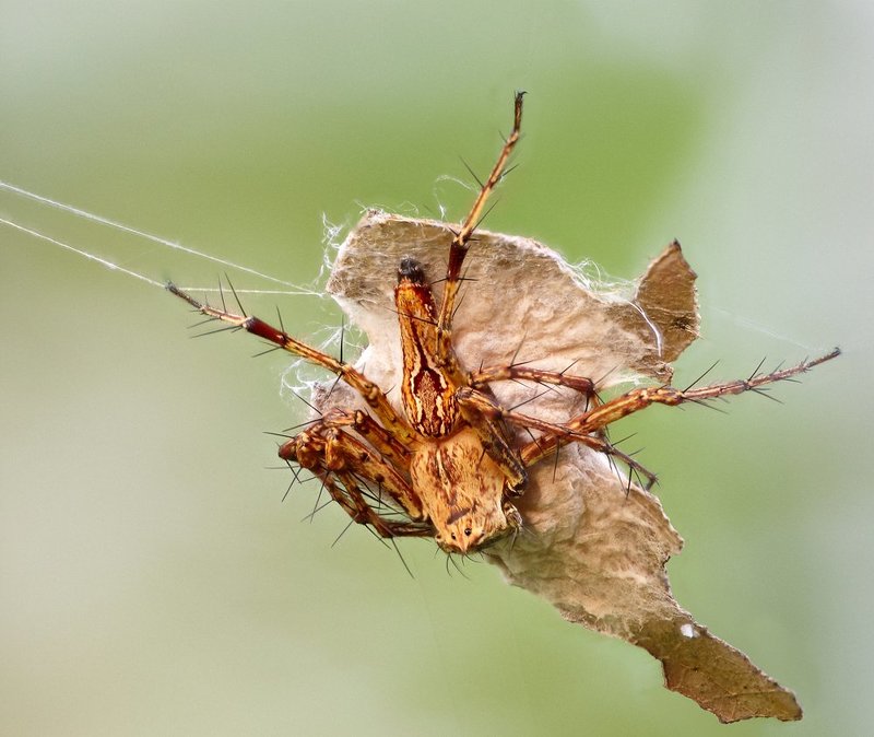 macro, closeup, insect, макро, насекомые, gnilenkov Мамаша...photo preview