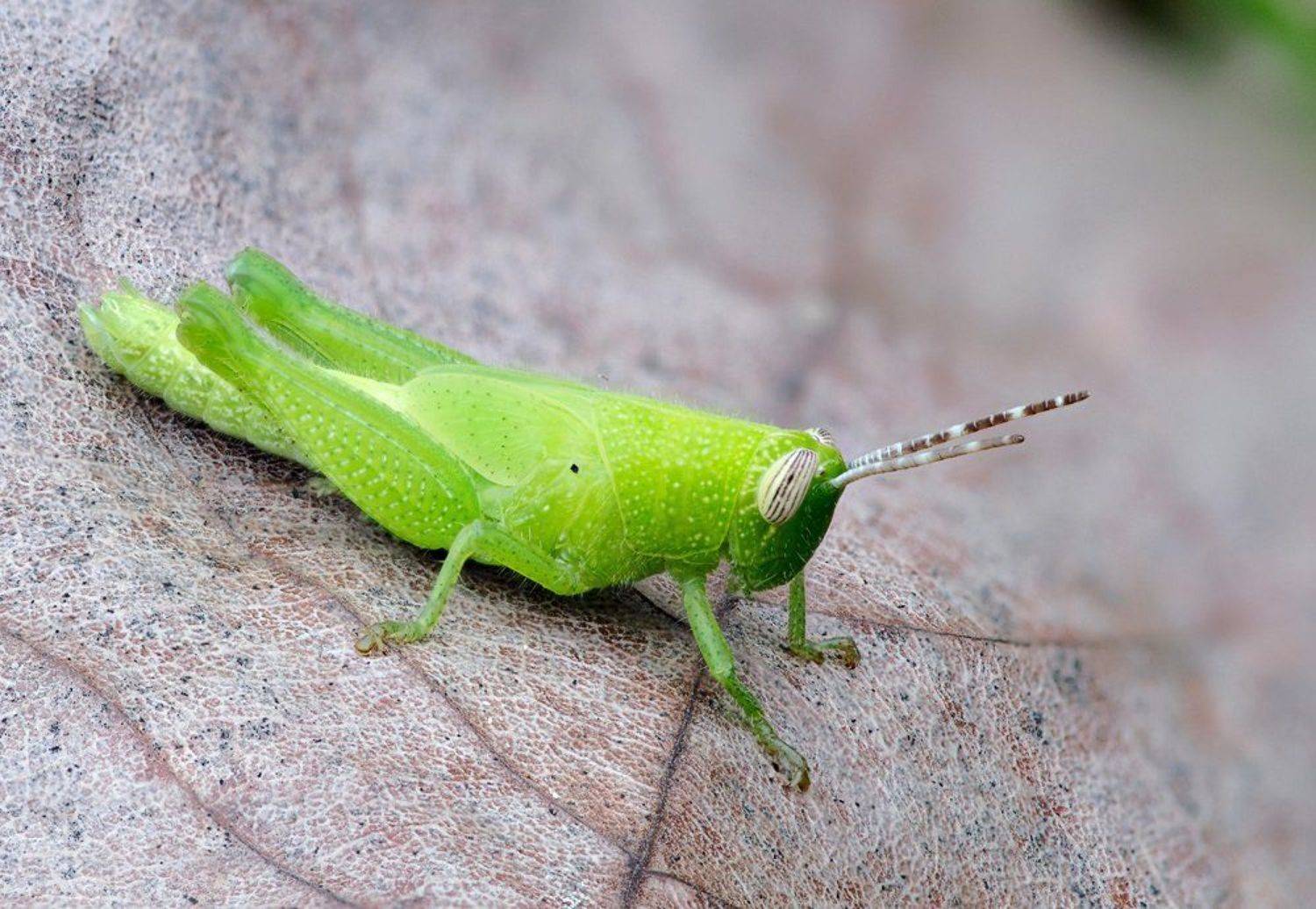 ***. Автор: Alexey Gnilenkov macro, closeup, insect, макро, насекомые, gnilenkov, Alexey Gnilenkov