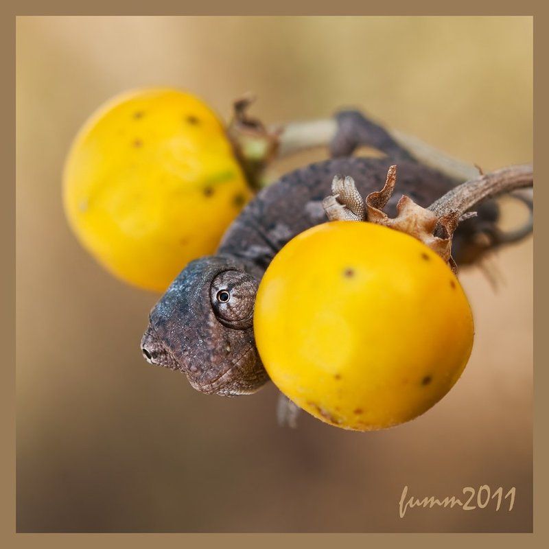 АРБУЗЫ, АРБУЗЫ... А ВОТ КОМУ ДЫНЬКУ?!photo preview