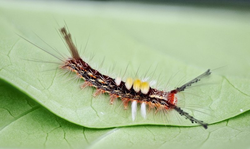 macro, closeup, insect, макро, насекомые, gnilenkov ***photo preview