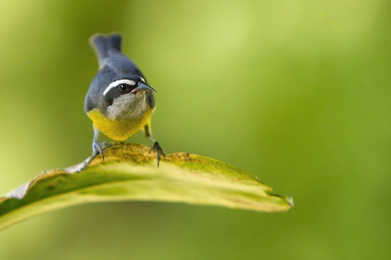 cambacica, bananaquit, сахарная птица, птицы, бразилия, coereba flaveola Cахарная птичкаphoto preview