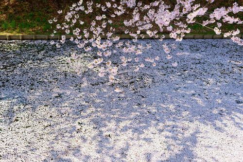 Cherry blossom petals