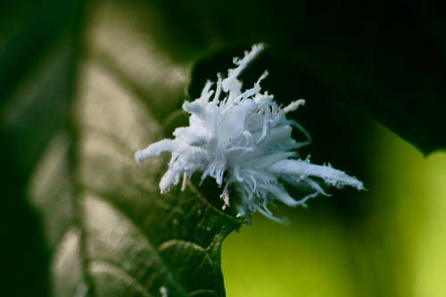 A White worm