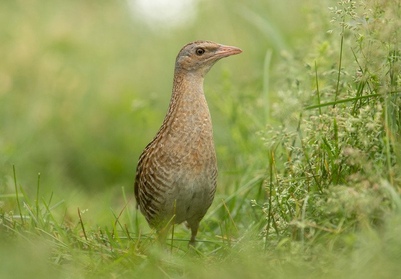 коростель, птицы, Коростельphoto preview