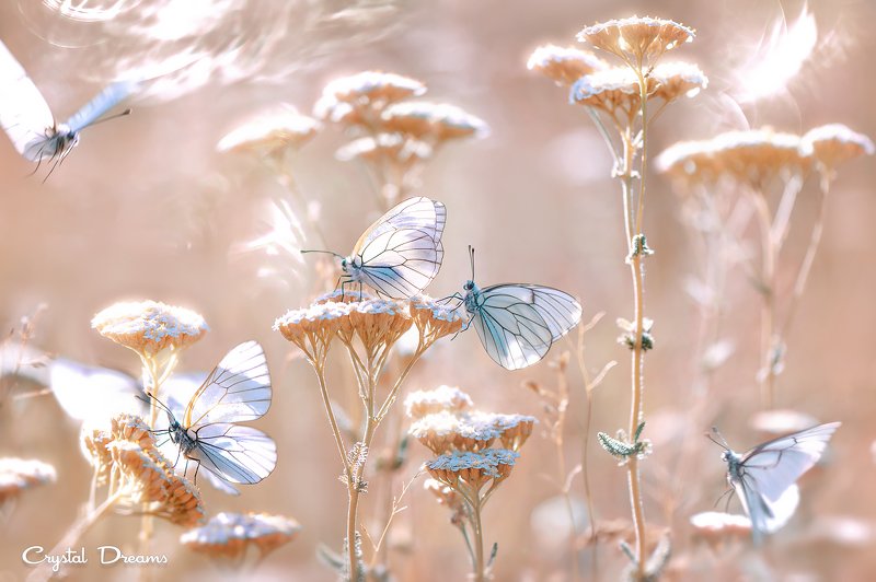 crystal dreams, macro, summer, color, art, nature, butterfly \