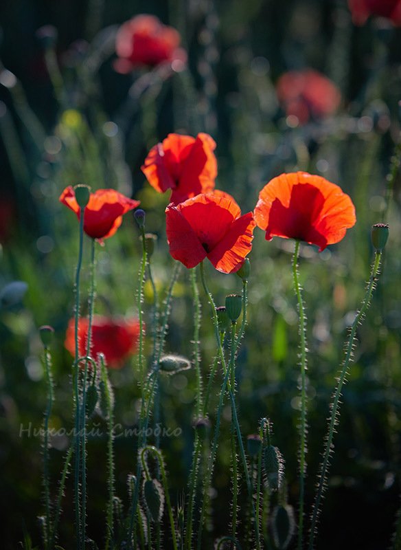 маки Макиphoto preview