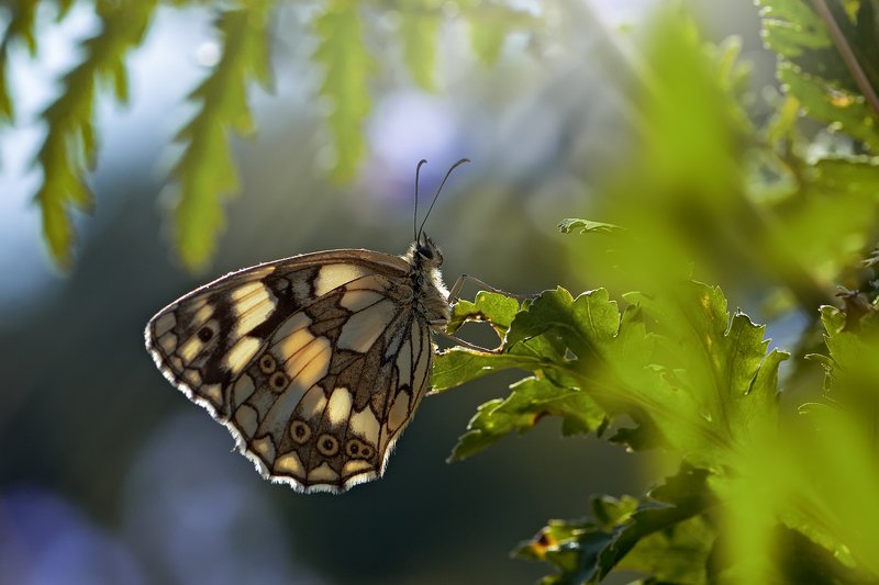 бабочка,лист,трава,солнце,крылья,свет,блик,цветок ***photo preview